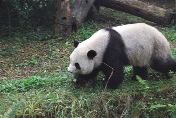 Hong Kong - Japon - Chine