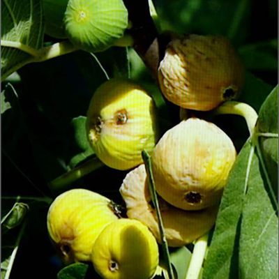Les fruits - figues