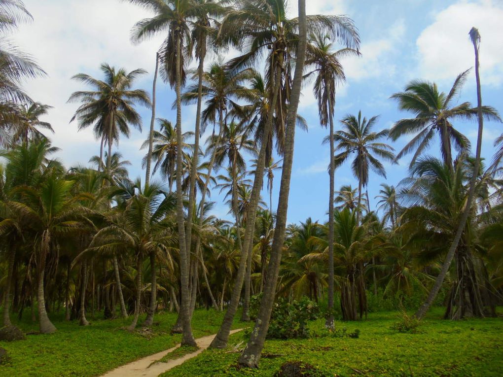 Caraïbes, plages et cocotiers