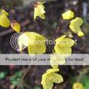 Epimedium ecalcaratum