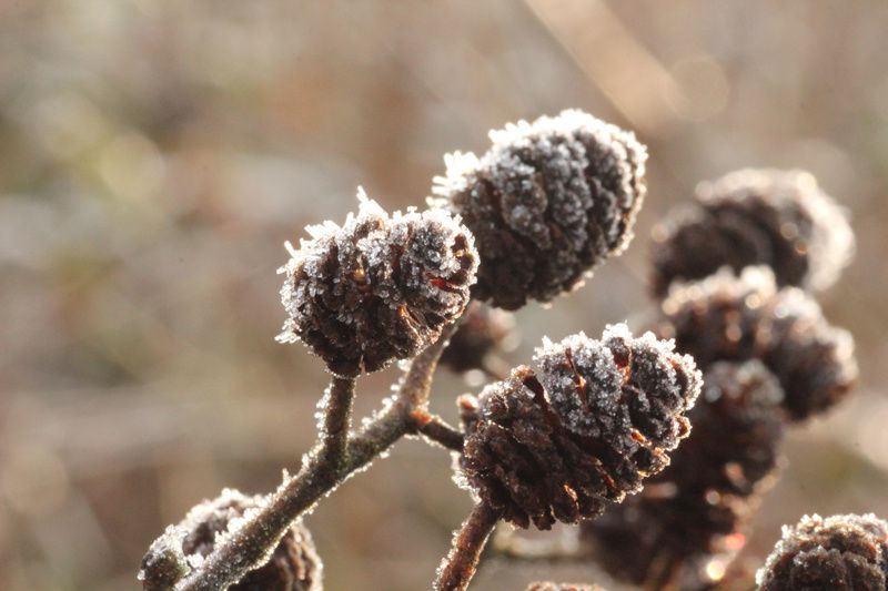 Album - givre-2013