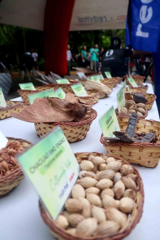 En el Parque Casupo de Valencia se efectuó Mega Jornada de Reforestación