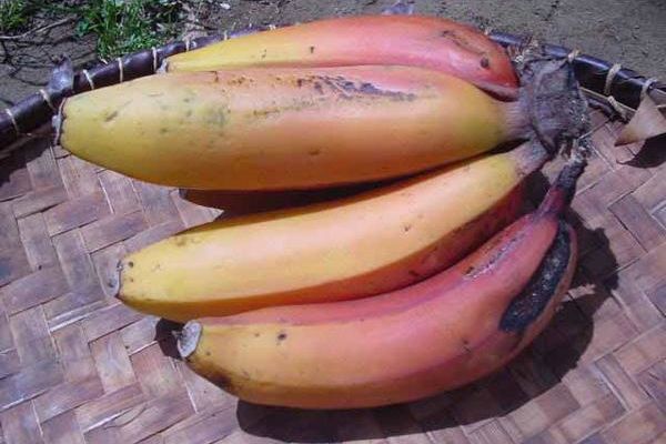 Les bananes au confit d'oignon du domaine de Bordère