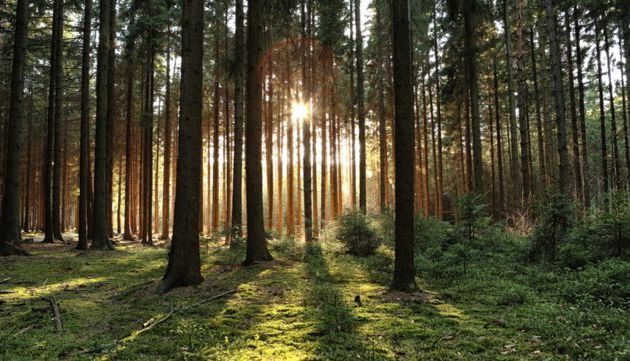 Valerie en het bos.