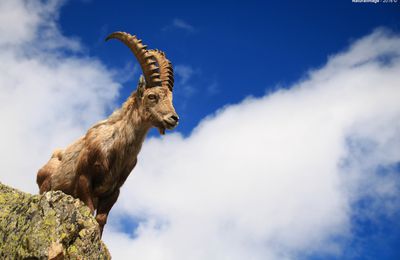 Bouquetin des Alpes (Capra ibex)