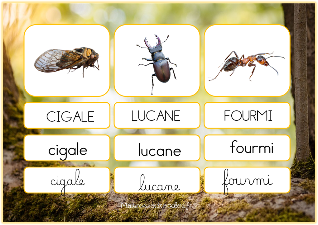 Les insectes : Correspondance des mots 3 écritures