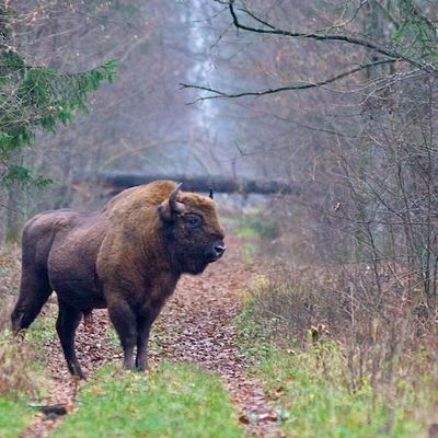 Bialowieza, le chant du cygne ?