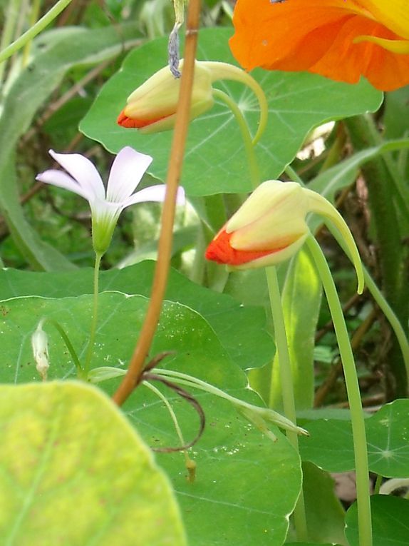 fleurs des villes et fleurs des champs