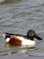 Verdier, grèbe huppé, canard souchet parfaitement reconnaissable à son bec puis mésange bleue. 