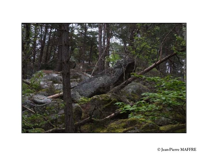 Quelle belle découverte que cette profusion de rochers aux formes insolites qui peuplent l'inoubliable forêt de Fontainebleau.