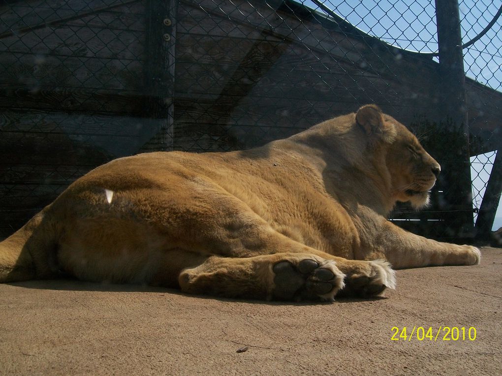 Album - ZOO ST MARTIN DE LA PLAINE