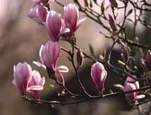 Les magnolias....