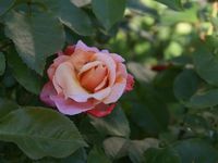 Une rose, un jour : Marie Curie