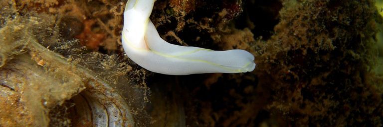 Chelidonura electra, un mollusque céphalaspidea à Mayotte