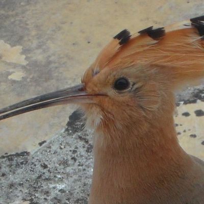 Hip Hip Hip Huppa ! à St Martin Lalande