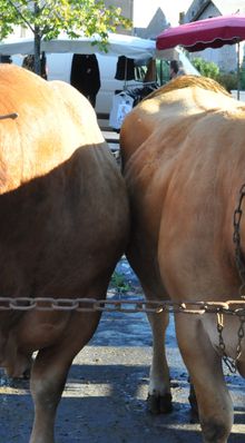 La foire aux bestiaux (4)