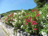 C'est le début de l'été, les lauriers sont en fleurs. Une vue surle bout de Brison et sur le lac du Bourget.