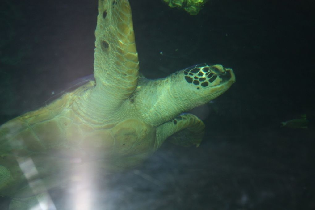 Photos de la visite de l'aquarium de Vannes et de la ville de Vannes, mercredi 17 mars 2010 après-midi.