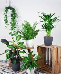 Comment entretenir des plantes vertes ?