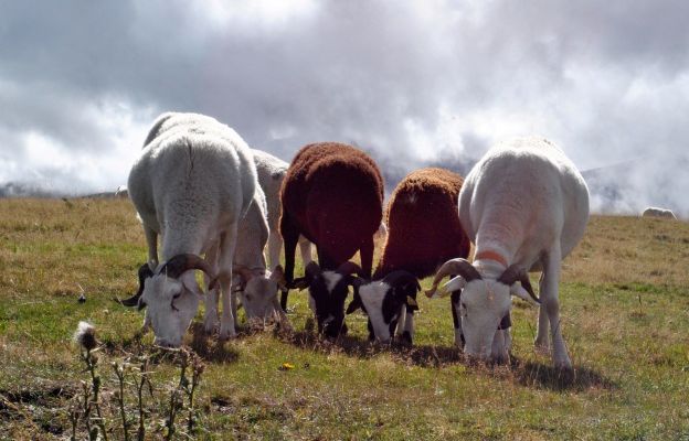 Les moutons enragés