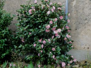 Feusines et les Liqueurs du Berry avec Châteaumeillant Nature