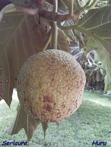 Tout un florilège de fleurs et de fruits de polynesie
Au fil des articles découvrez ou redécouvrez les merveilles que nous offre la nature
