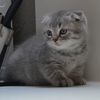 Garbo, élu plus beau chat du mois d'Avril 2012