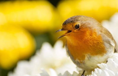 Oiseaux de nos jardins 