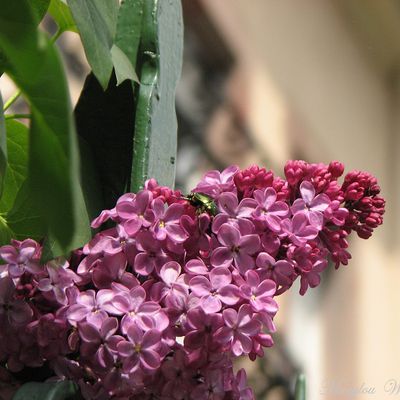 Lilas fleurs du printemps