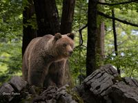 Dans l'oeil de l'Ours