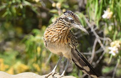 VOYAGE ORNITHOLOGIQUE EN ARIZONA et GRAND CANYON du COLORADO. USA. Mai 2016