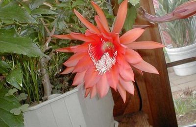 Epiphyllum Sunland