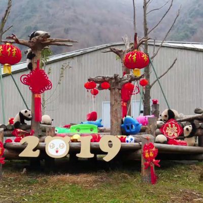 Des bébés pandas prêts à célébrer le Nouvel An chinois
