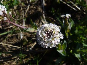 Tabouret des montagnes, Noccaea fendleri glauca