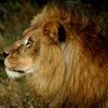 Simba, lion de 5 ans, s'envole vers l'Afrique du Sud !