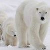 Les ours polaires sous le microscope