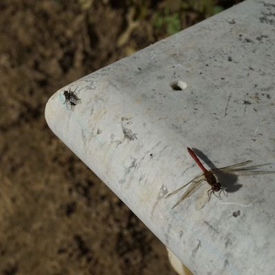 La mouche et la libellule