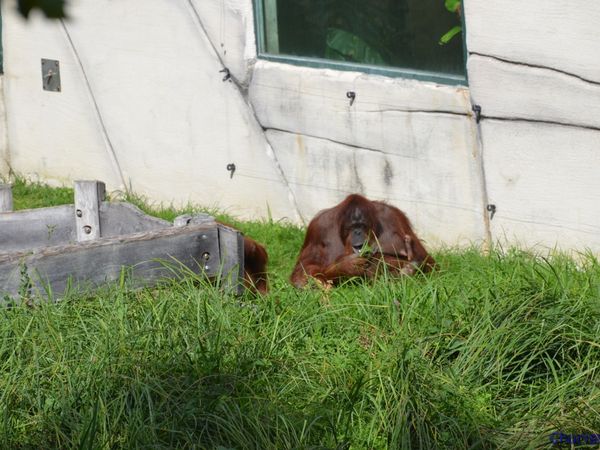 Zoo de Beauval en camping-car (Voyages en camping-car)