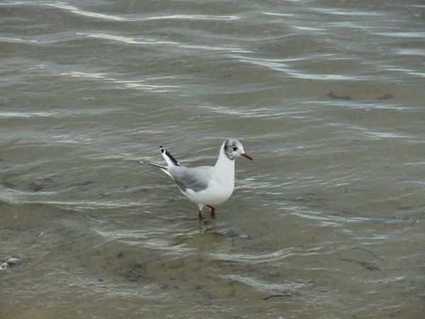 Album - album-photo-normandie