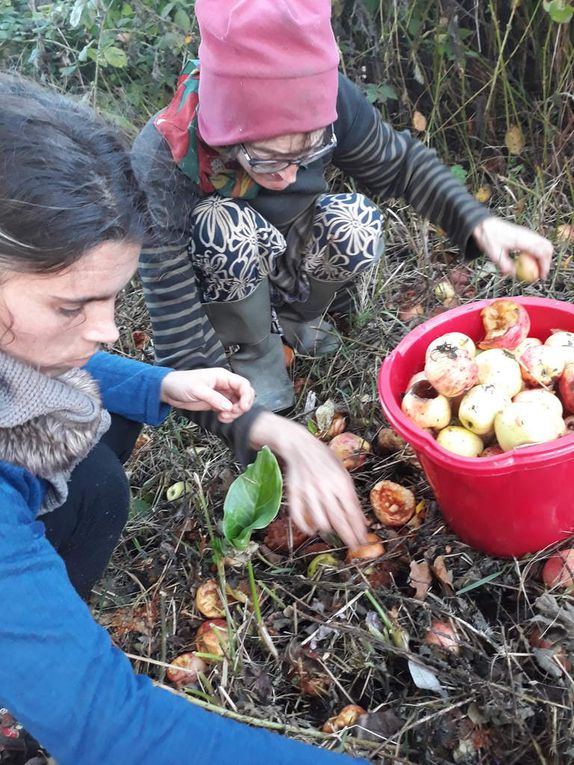 La cueillette des pommes à cidre. 