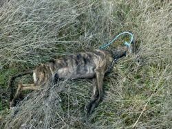 MISE A JOUR DU PROCES DES GALGOS SUSPENDUS DE FUENSILADA, TOLEDO