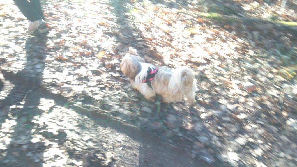 17ème Rando Canine le 14/01/2018 à Rilly sur Loire