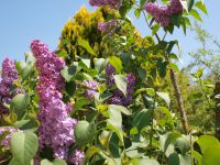 Les fleurs, les massifs, les jardinières...de la couleur et des senteurs, toute l'année