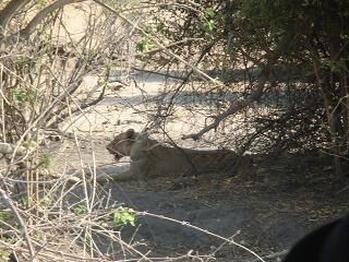 4x4 dans le parc national Chobe...