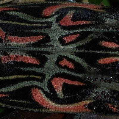 guyanimaux.overblog.com