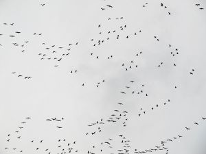 Ein Himmel voller Vögel