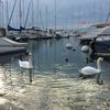 Cygnes du Léman