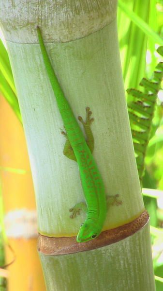 Album - reptiles-et-amphibiens-de-la-reunion