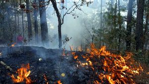El PP bloquea la reforma de la Ley de Montes que evitaría que se pueda construir en terrenos forestales incendiados