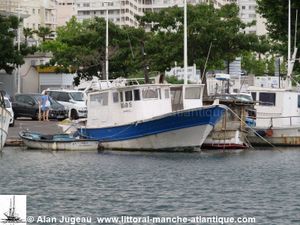 PONGO  MA.499151
